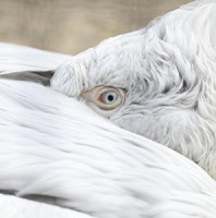 U uhynulých ptáků v pražské zoo byla potvrzena ptačí chřipka